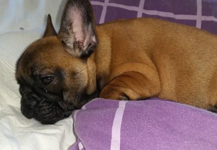 Dame Judi Dench and Ricky Gervais call on eBay to regulate online puppy trade 