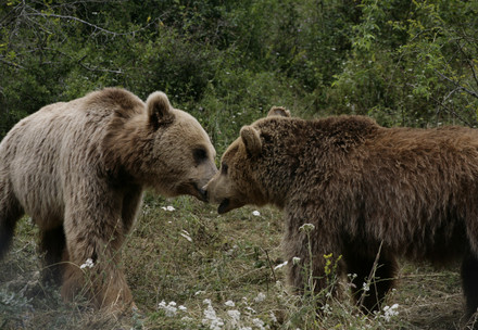 Two brown bears outside at BEAR SANCTUARY Prishtina