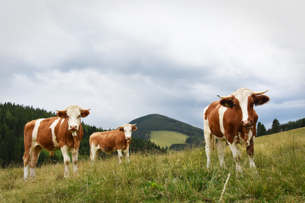 Group of cows