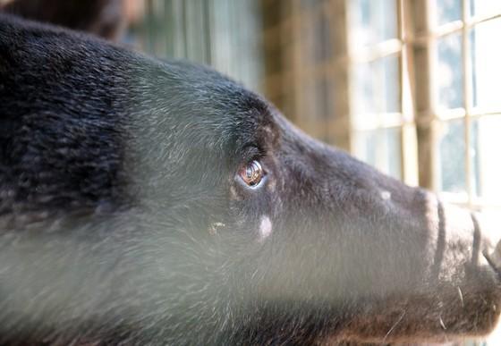 Bear being rescued from amusement park in Aleppo