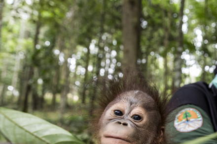 Orangutan in care of FOUR PAWS