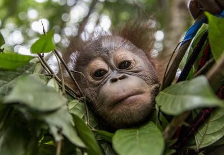 News from the FOUR PAWS ORANGUTAN FOREST SCHOOL