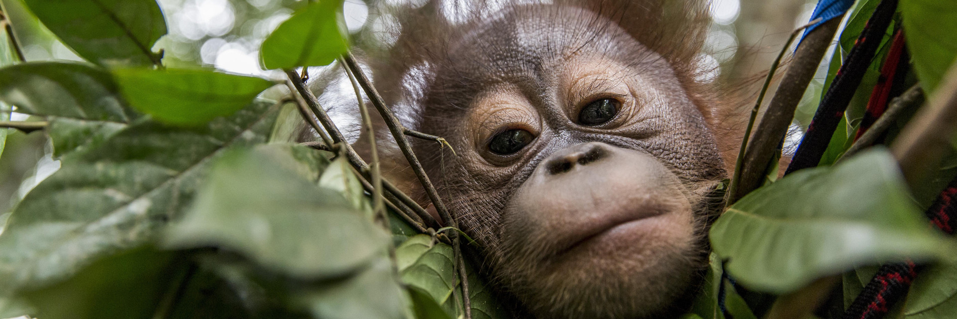 Orphaned Orangutan, Borneo