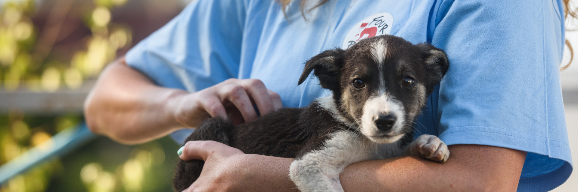 Stray puppy being held by rescuer