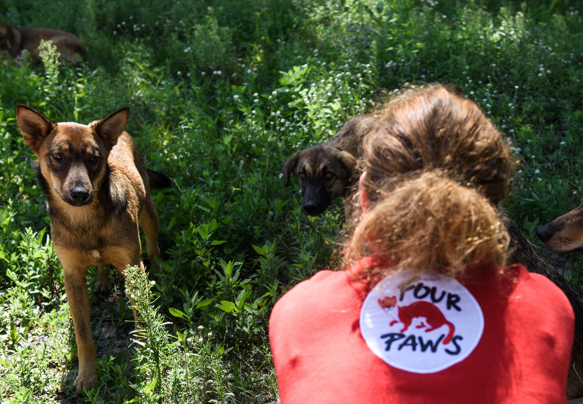 Help for Stray Animals Help for Stray Animals