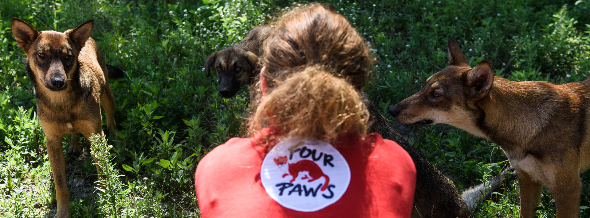Strays dogs on the streets of Ukraine
