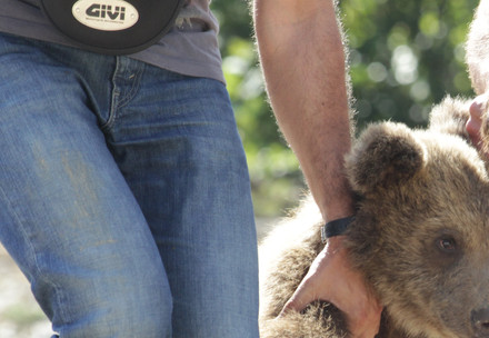 Bear cub kept as restaurant entertainment in Albania