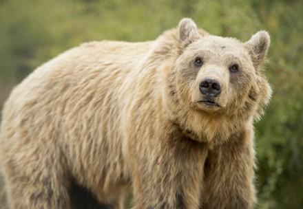 Rescue Bear Pashuk Bear Pashuk