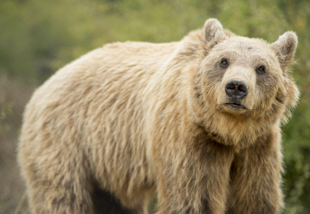 Brown bear Brown bear