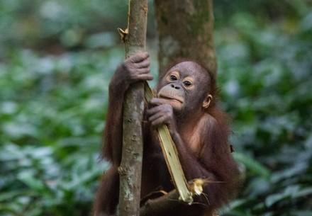 The ORANGUTAN FOREST SCHOOL