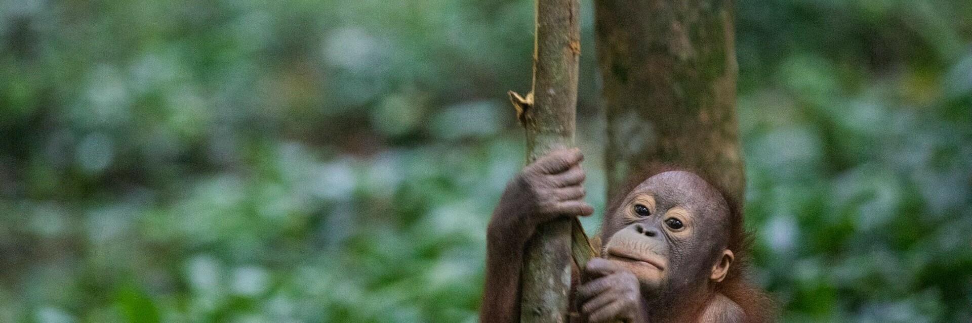 Our Mission Orangutan at our ORANGUTAN FOREST SCHOOL