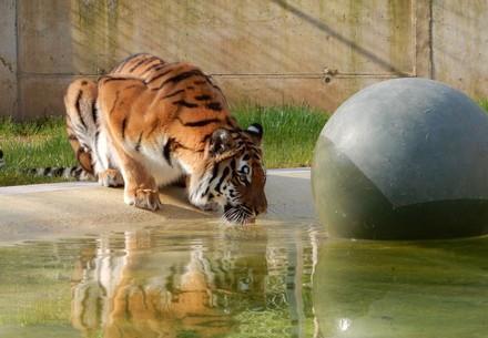 Cara at TIERART Wild Animal Sanctuary