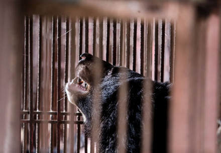 Bear in Vietnam