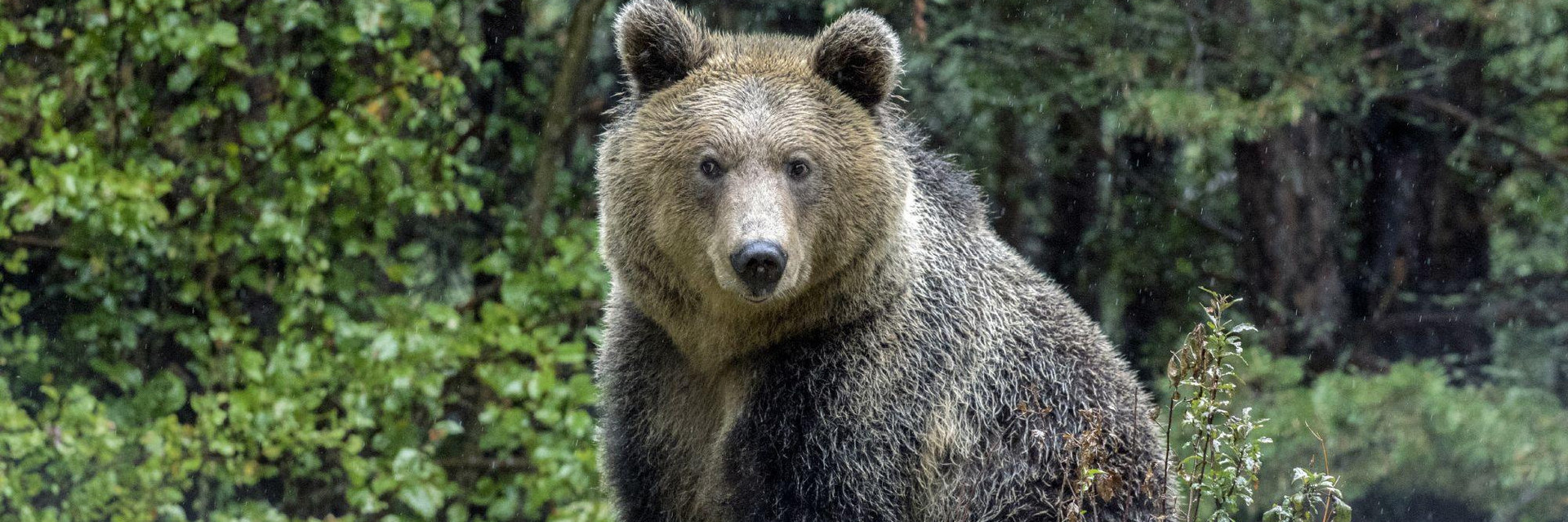 Bear Riku at BEAR SANCTUARY Belitsa