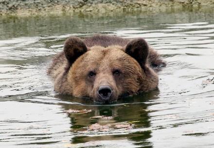 Bear Manya Bear Manya