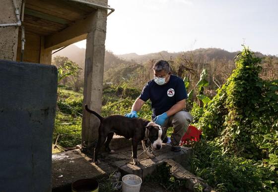 Vet Jackson with a dog after hurricane Maria 