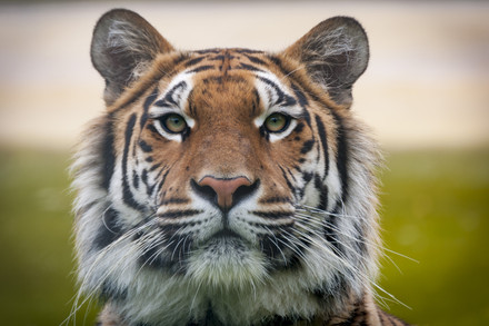 Tigers in Care of FOUR PAWS
