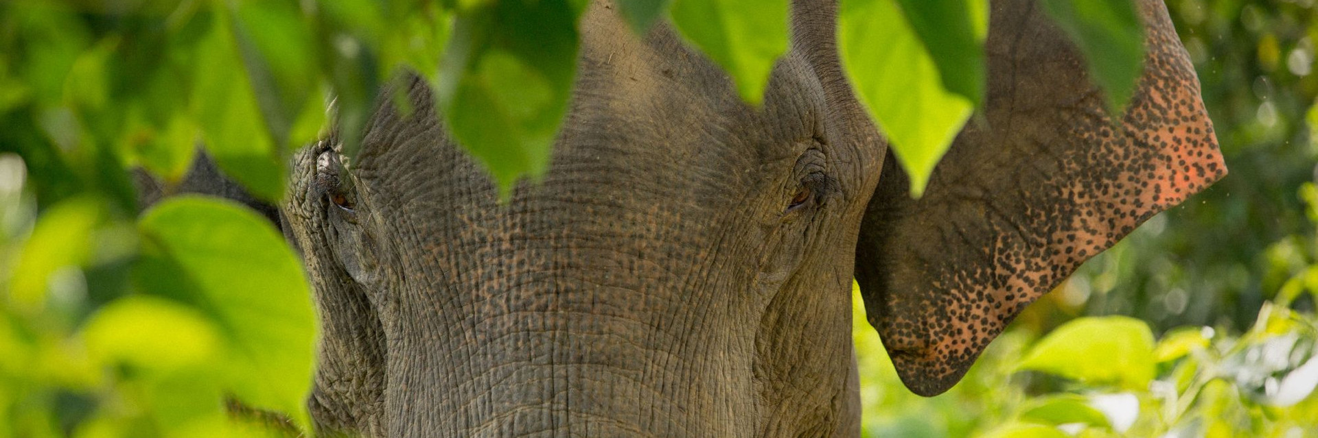Close up of an elephant 