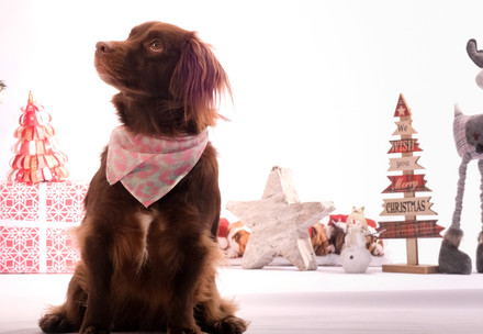 Dog opening a Christmas gift