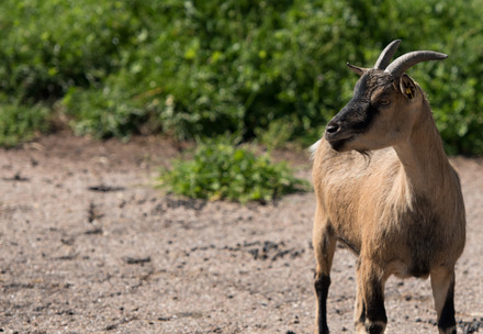 Ethiopean highland goat in Germany