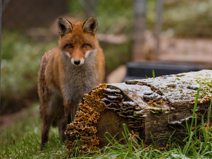 Fox next to a branch with snow