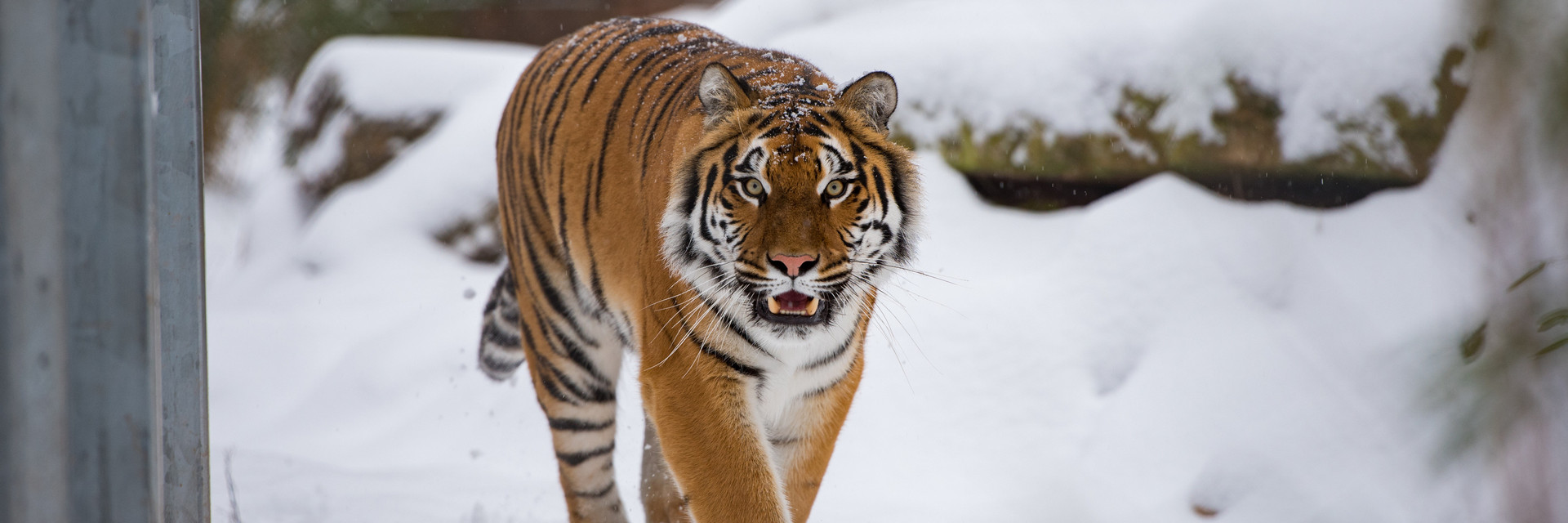 Tigress Cara at TIERART Wild Animal Sanctuary