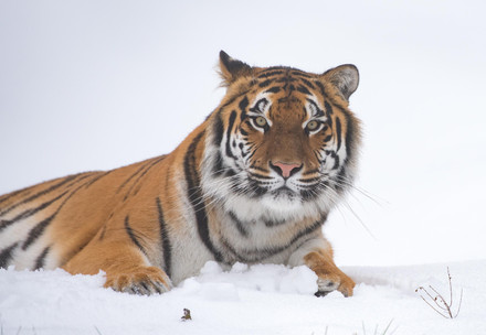 Tigress Cara at TIERART