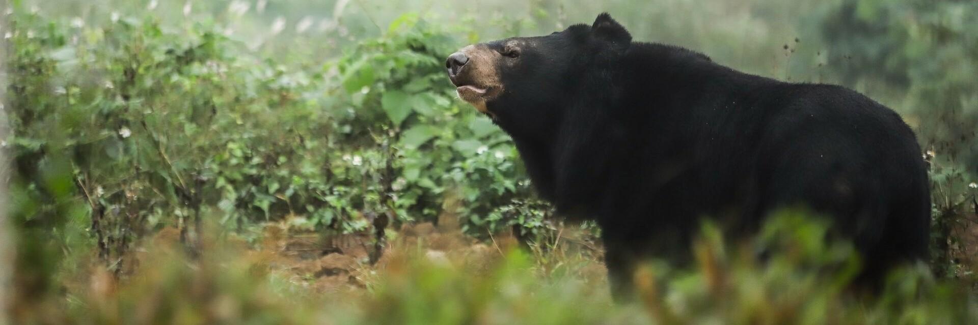 Asiatic black bear in BEAR SANCTUARY Ninh Binh