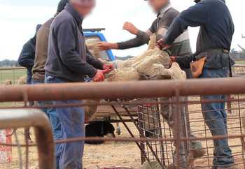 Live lamb cutting taking place on a farm