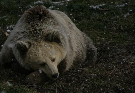 Bears sitting in snow