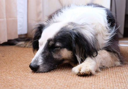 Dog asleep on carpet