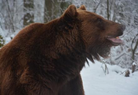 Bear Potap Bear Potap