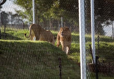 Lions Saeed and Simba