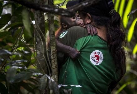 Foster mother and orphaned orangutan
