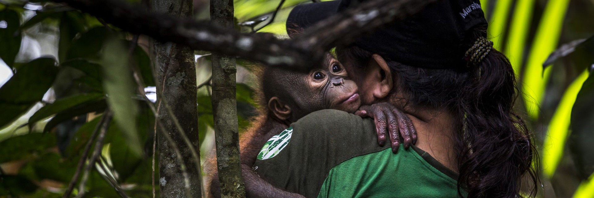 Orangutan Rehabilitation Center, 2018
