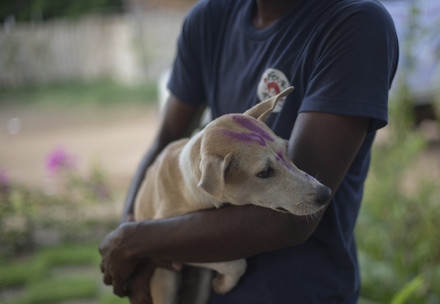 Over 50,000 animals have been vaccinated against rabies