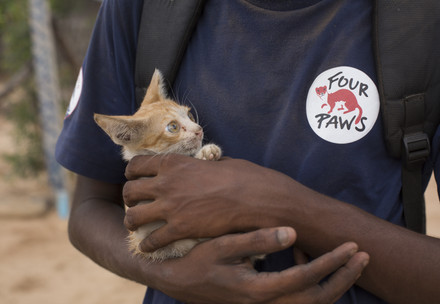 Vaccination against rabies