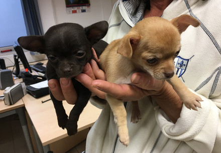 Illegal trade of puppies 