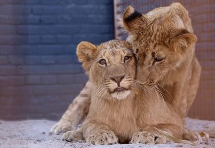 Lions Masoud and Terez