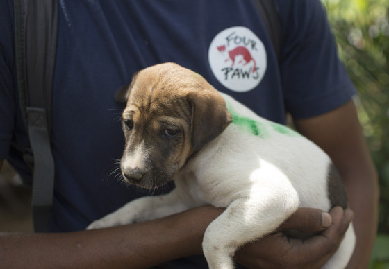 Puppy before rabies vaccination 