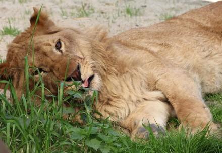 Lion Ivan-Asen in FELDIA 2018