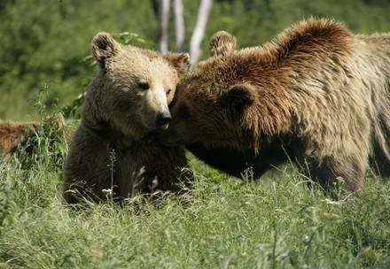 Bears happy in the sunshine