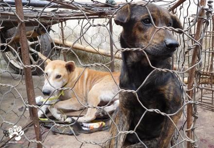 Dog Meat Market Indonesia