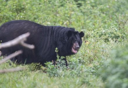 Bears May and Binh Yen Bears May and Binh Yen