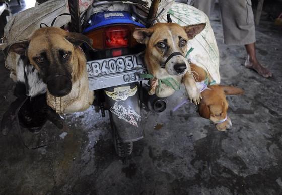 Dogs on the back of a transport bike in Indonesia