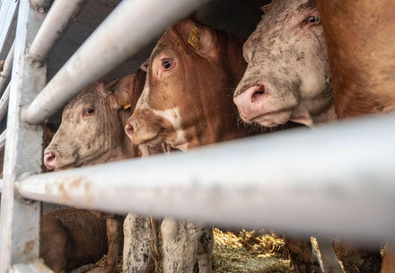 Live animal transport