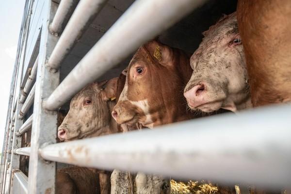 FOUR PAWS Campaigns Long-distance transport, cows at the border