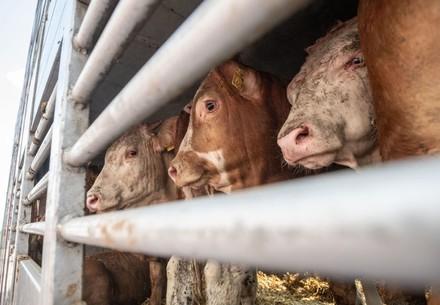 Live cattle at the Turkish border