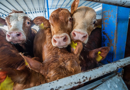 Stop Cruel Live Animal Transport Cattle being live exported on ships