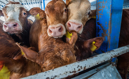 Live animal transport of cattle